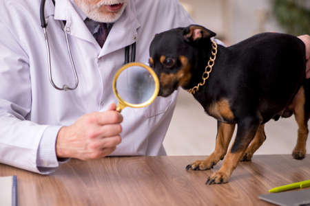 Old male vet doctor examining dog in the clinicの写真素材