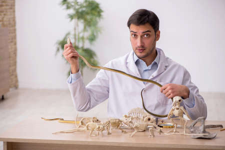 Young male paleontologist examining ancient animals at labの写真素材