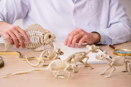 Young male paleontologist examining ancient animals at labの写真素材