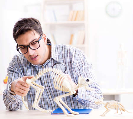 Student doctor studying animal skeleton