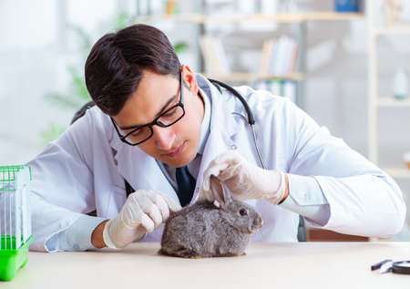 Vet doctor checking up rabbit in his clinicの写真素材