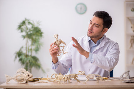Young male paleontologist examining ancient animals at labの写真素材