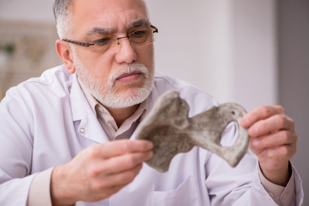Old male paleontologist examining ancient animals at labの写真素材
