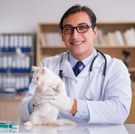 White kitten visiting vet for check upの写真素材