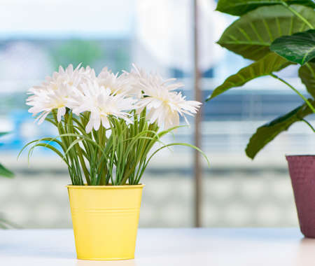 Flowers in the pot at homeの写真素材