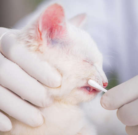 White kitten visiting vet for check upの写真素材
