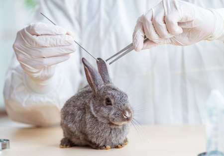 Scientist doing testing on animals rabbitの写真素材
