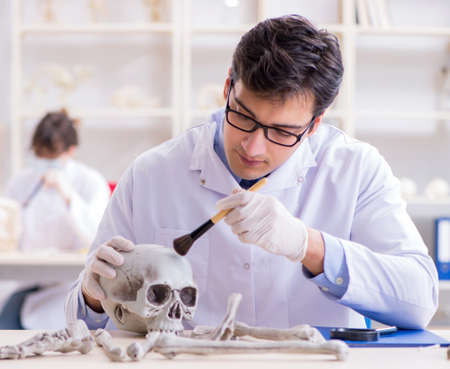 Professor studying human skeleton in labの写真素材