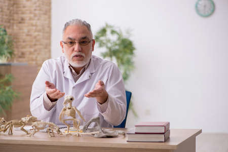 Old male paleontologist examining ancient animals at labの写真素材
