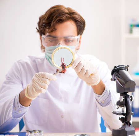 The male entomologist working in the lab on new speciesの写真素材