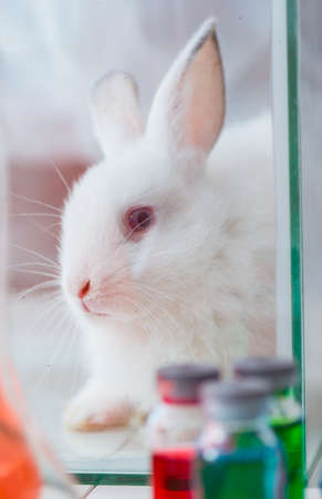 White rabbit in scientific lab experimentの写真素材