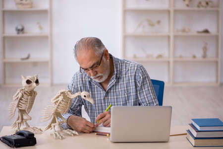 Old male paleontologist examining ancient animals at lab