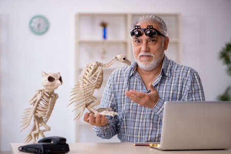 Old male paleontologist examining ancient animals at labの写真素材