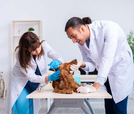 Vet doctor examining golden retriever dog in clinic