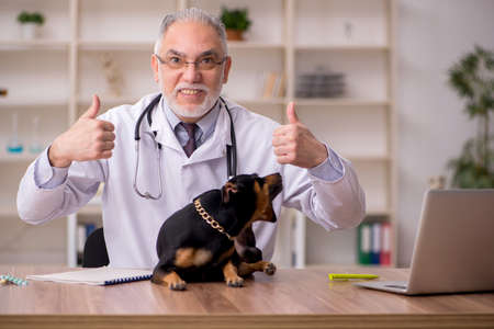 Old male vet doctor examining dog in the clinicの写真素材