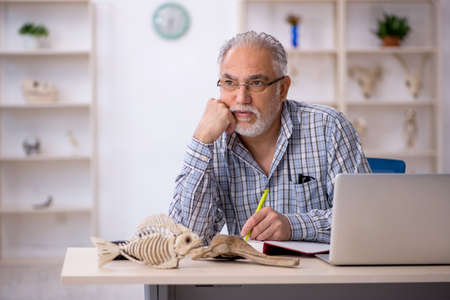 Old male paleontologist examining ancient animals at labの写真素材