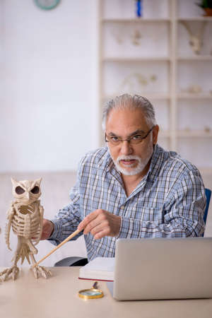 Old male paleontologist examining ancient animals at labの写真素材