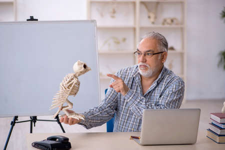 Old male paleontologist examining ancient animals at labの写真素材