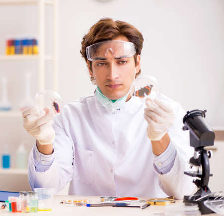 Male entomologist working in the lab on new speciesの写真素材