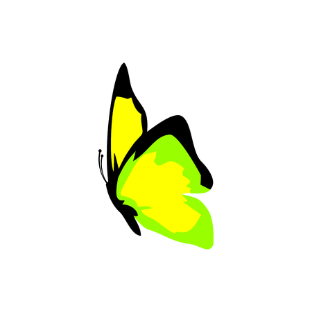 Butterflies vector iconのイラスト素材