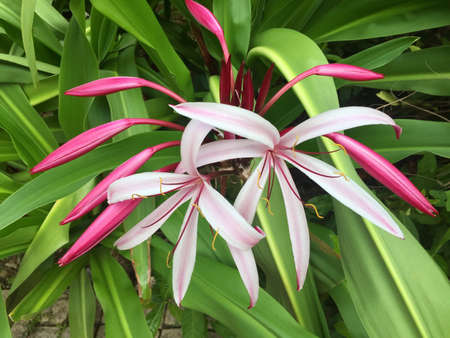 Giant spider lily otherwise known as crinum amabile from the amaryllidaceae familyの写真素材