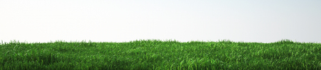 Field of soft grass, perspective view