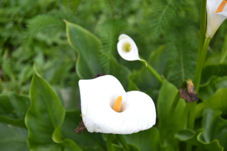 white milk glass flowerの写真素材