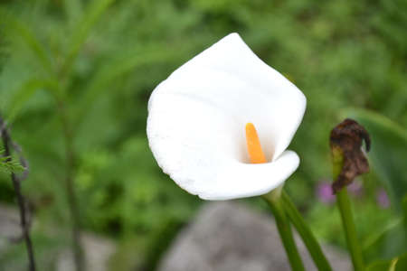 white milk glass flowerの写真素材