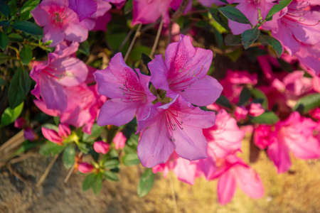 Pink azalea flowers blooming in the garden, stock photo