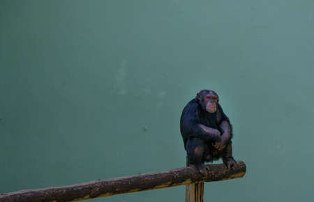 Chimpanzee sitting on a branch and looking at the cameraの写真素材