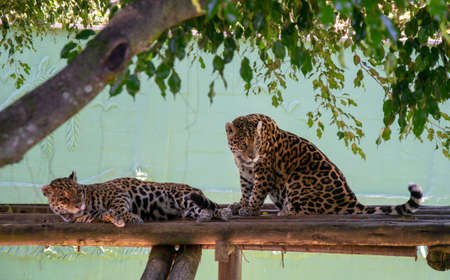 Jaguar, Panthera onca or Panthera onca or Panthera onca or Panthera onca or Panthera oncaの写真素材