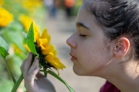 girl smelling sunflower, flowerの写真素材