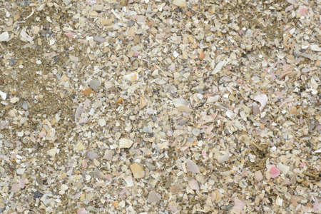Shells in the sand, broken shellsの写真素材