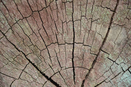 tree trunk textureの写真素材