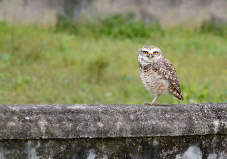 Owl blinking on the wallの写真素材