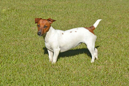 Jack Russell Terrier in the grassの写真素材