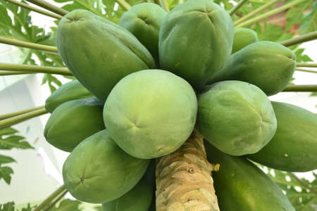 Green papayas still on the footの写真素材