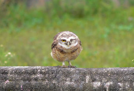 Owl blinking on the wallの写真素材