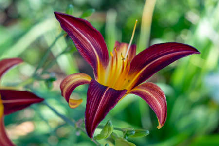 Yellow and red, purple flowerの写真素材