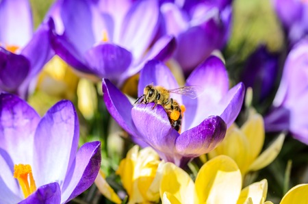 crocus blue beeの写真素材