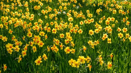 daffodil meadowの写真素材