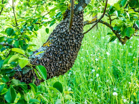 bee swarm in a treeの写真素材