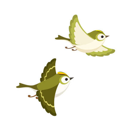 Vector illustration of cartoon flying Goldcrest pair (the smallest European bird) isolated on white backgroundのイラスト素材