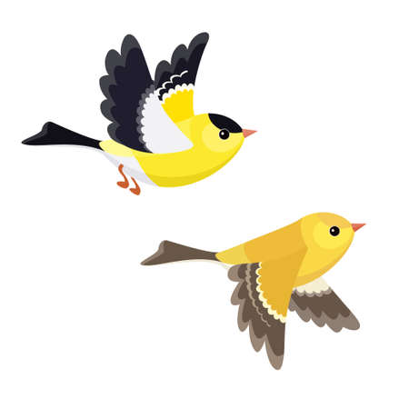 Vector illustration of cartoon flying American Goldfinch pair isolated on white backgroundのイラスト素材