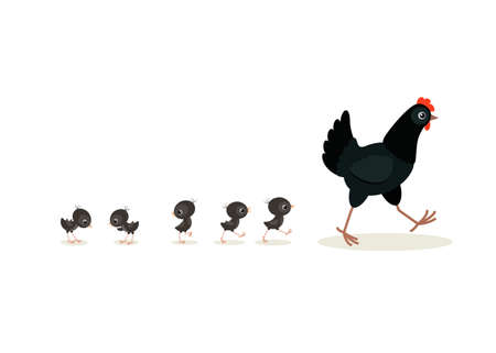 Vector illustration of walking black hen and chicks isolated on white backgroundのイラスト素材