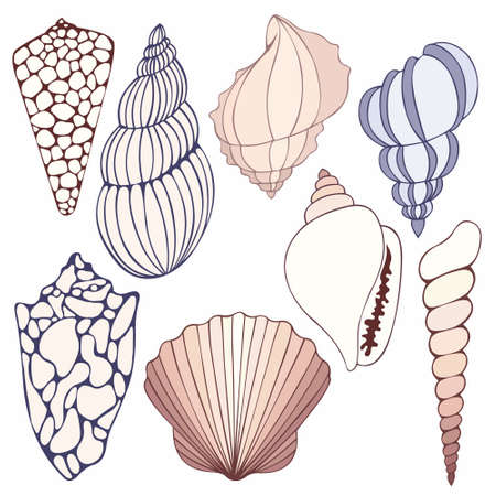 Seashells. Vector set of eight shells for design.のイラスト素材
