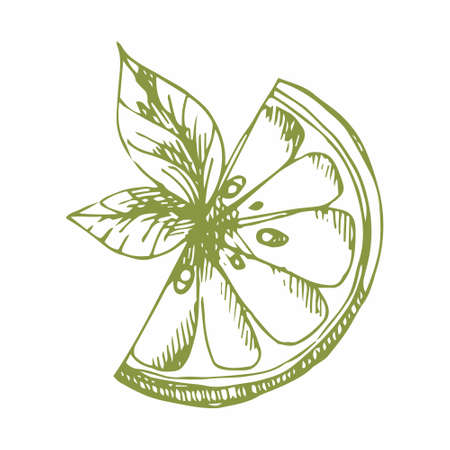 Lemon. Hand drawing. Vector illustration for design and decoration of printed products, surfaces, packaging and wrapping paperのイラスト素材