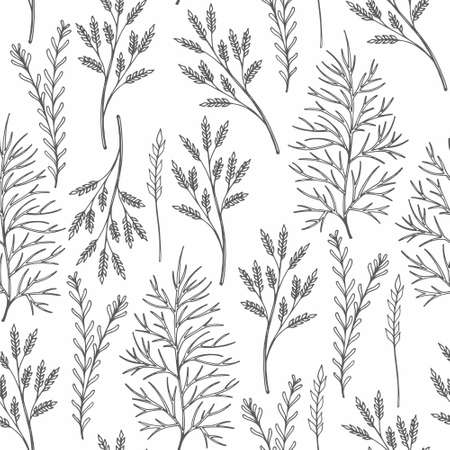 Seamless vector pattern with herbs on a white background. Hand drawingの写真素材