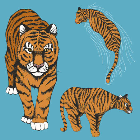 Tigers. Set of vector illustrations. Hand drawing.のイラスト素材