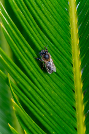 A bee is sitting on a leaf. The leaf is green and has a few brown spotsの写真素材